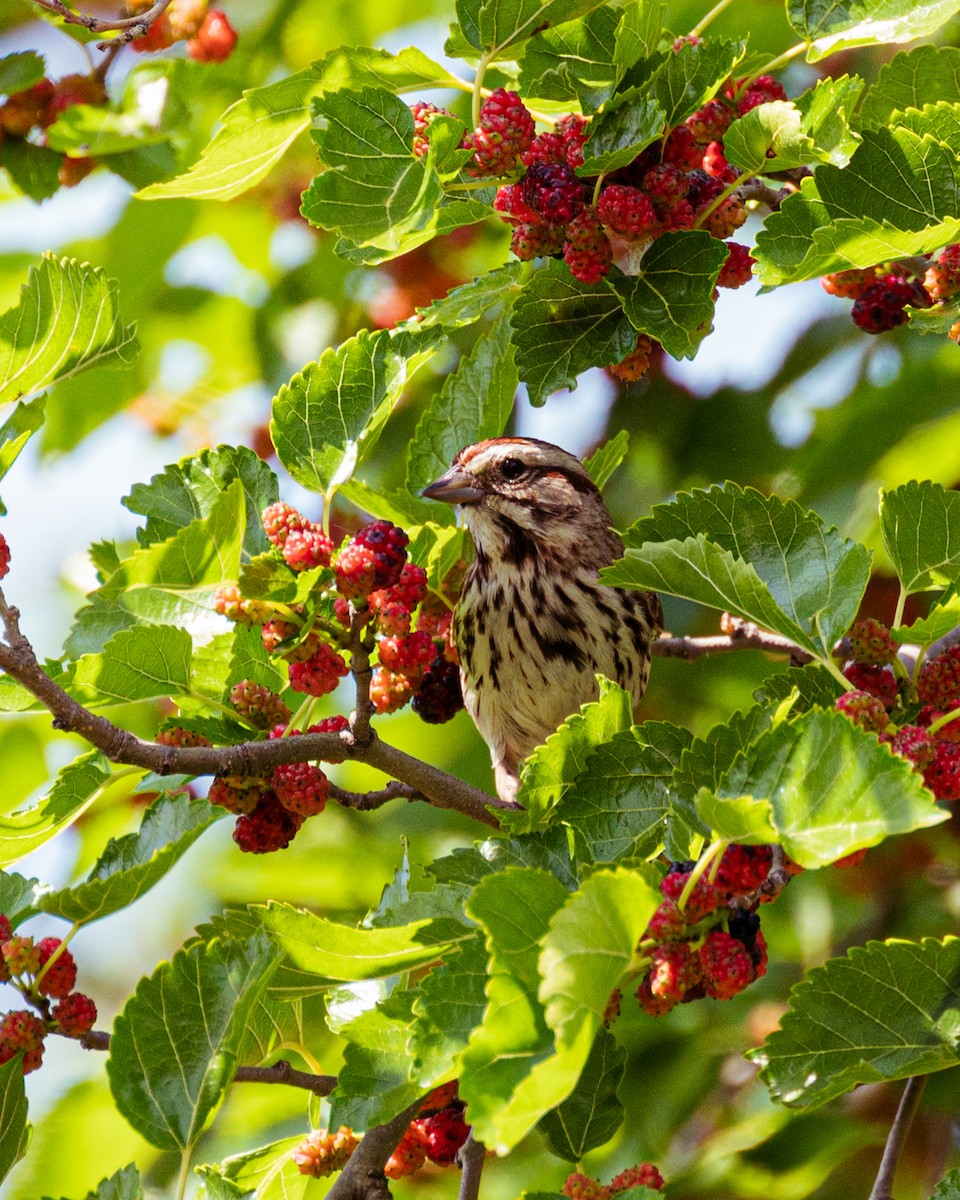 Song Sparrow - ML579001291