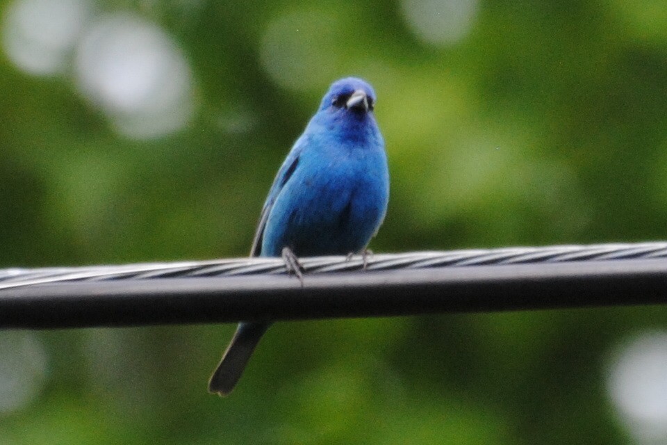 Indigo Bunting - ML579001311