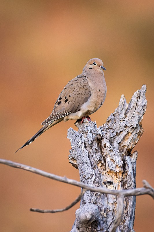 Mourning Dove - ML579002181