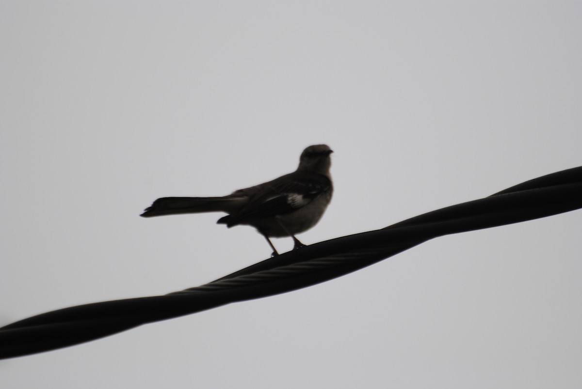 Northern Mockingbird - ML579002851