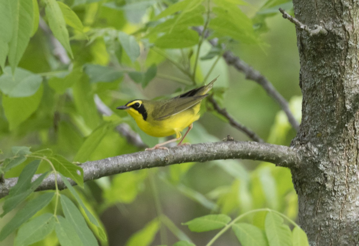 Kentucky Warbler - ML579003821