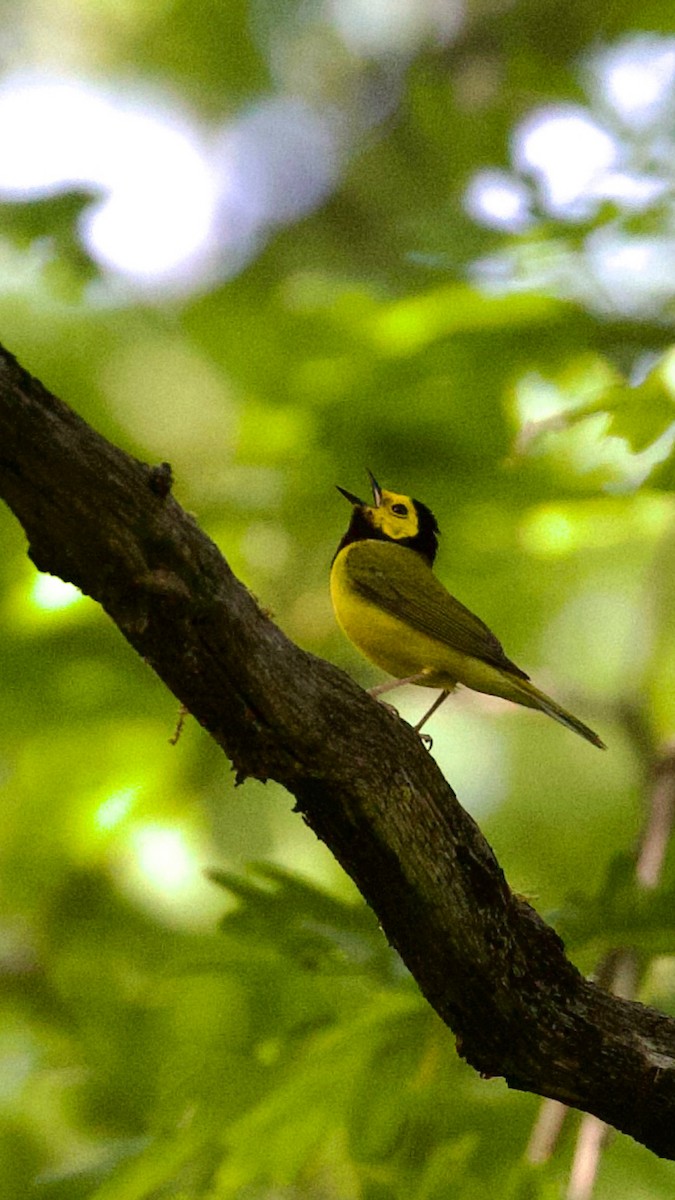 Hooded Warbler - Robert Burmaster