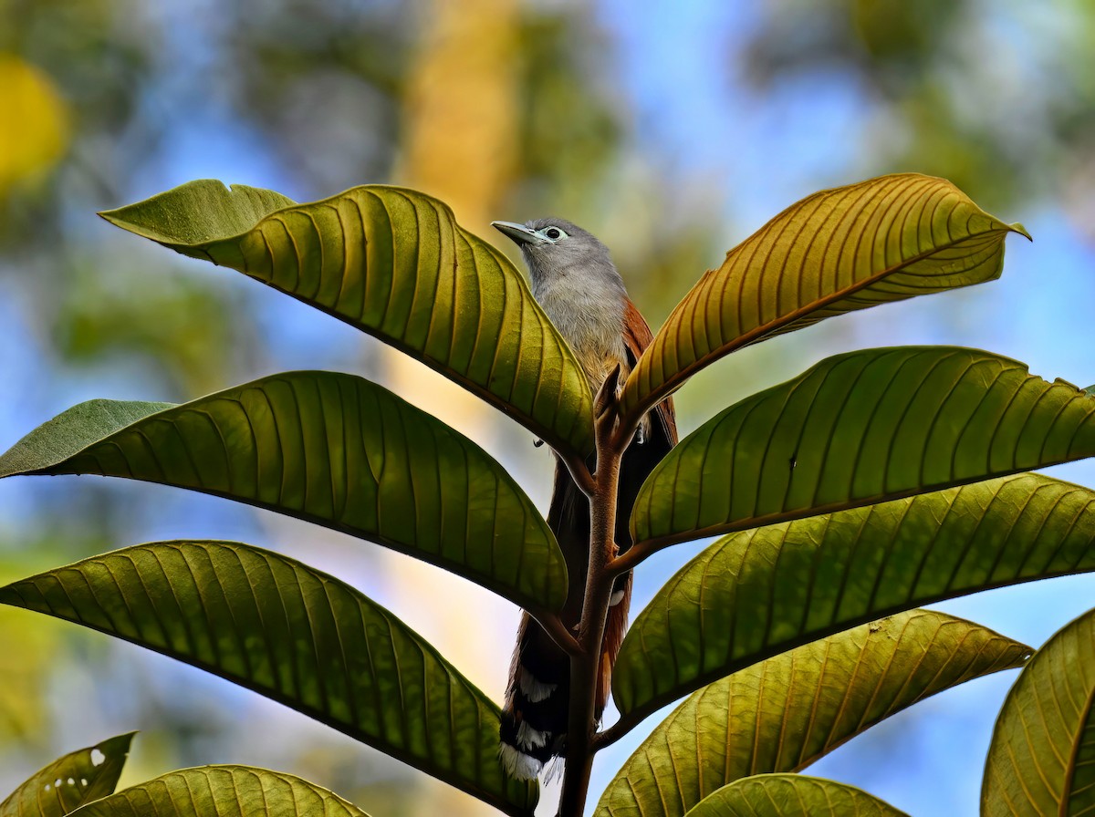 Raffles's Malkoha - ML579004151