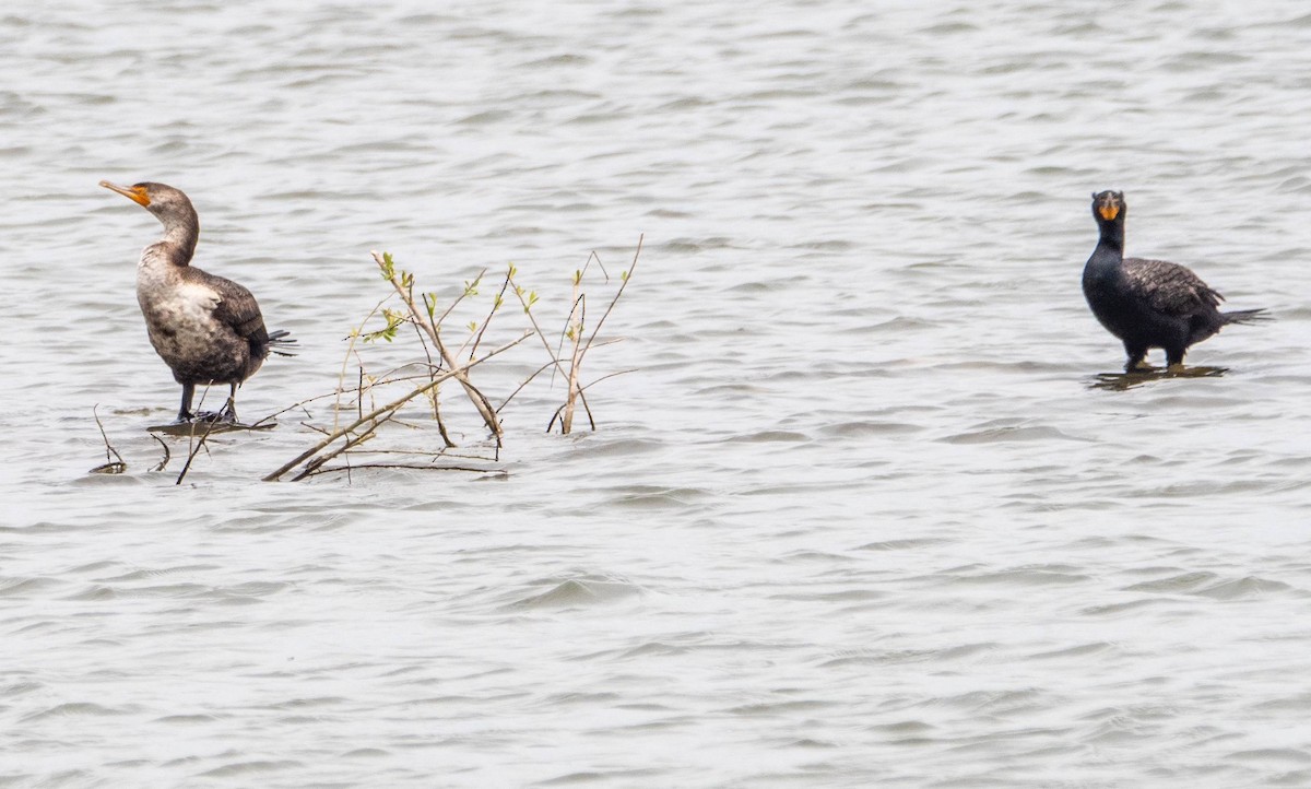 Double-crested Cormorant - ML579005771