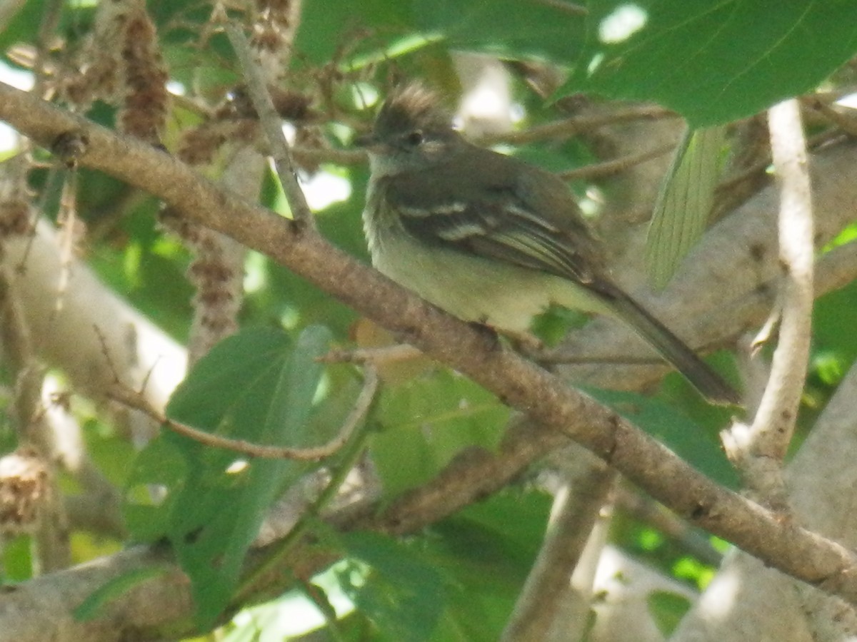 Yellow-bellied Elaenia - Oriana Gabriela Manrique Pérez