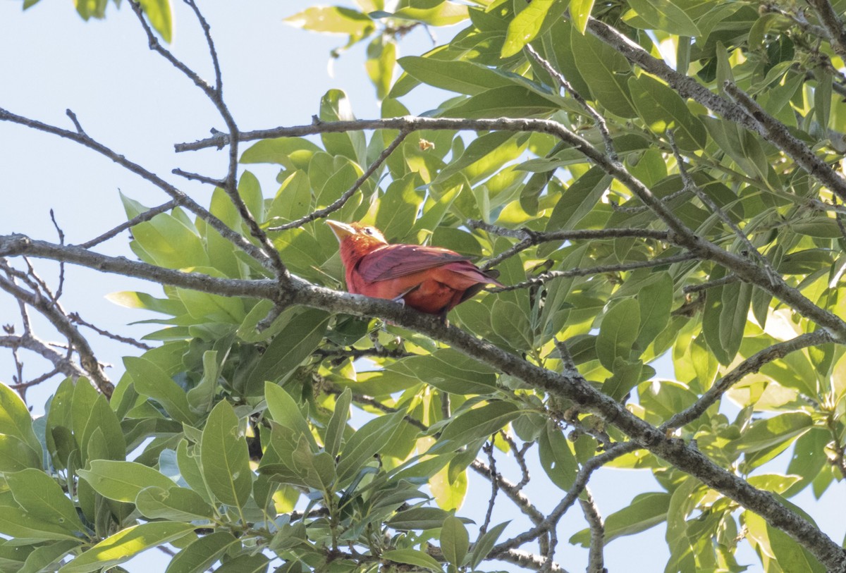 Summer Tanager - ML579006541