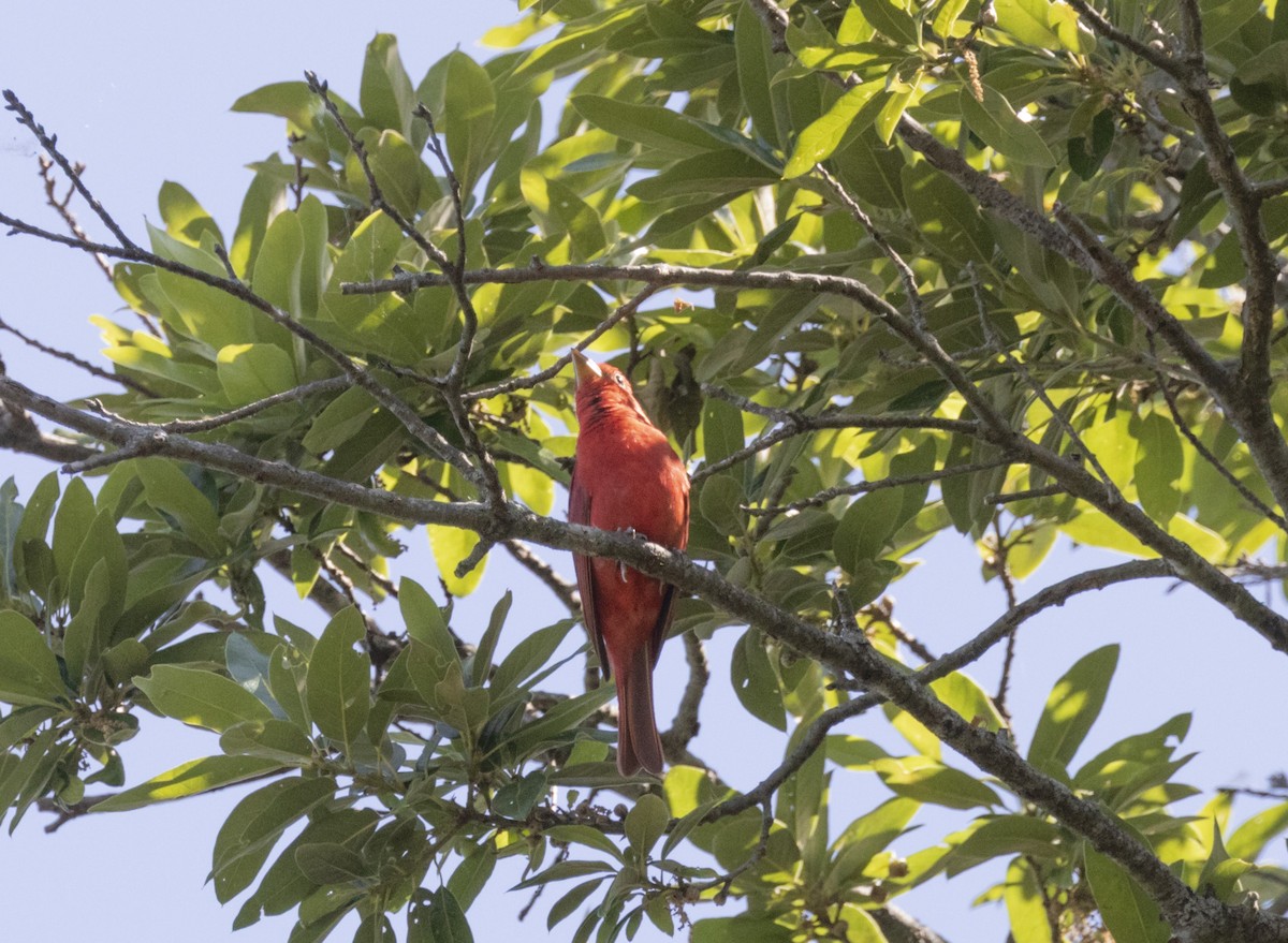 Summer Tanager - ML579006631