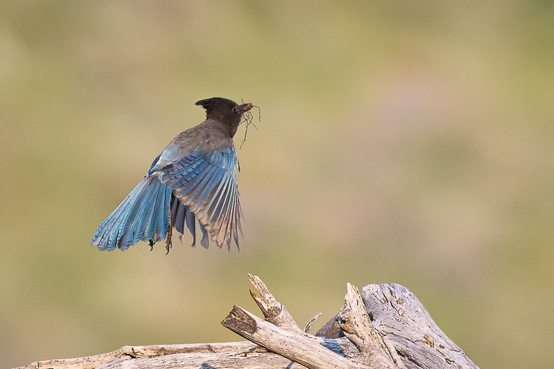 Steller's Jay - Roland Kilcher