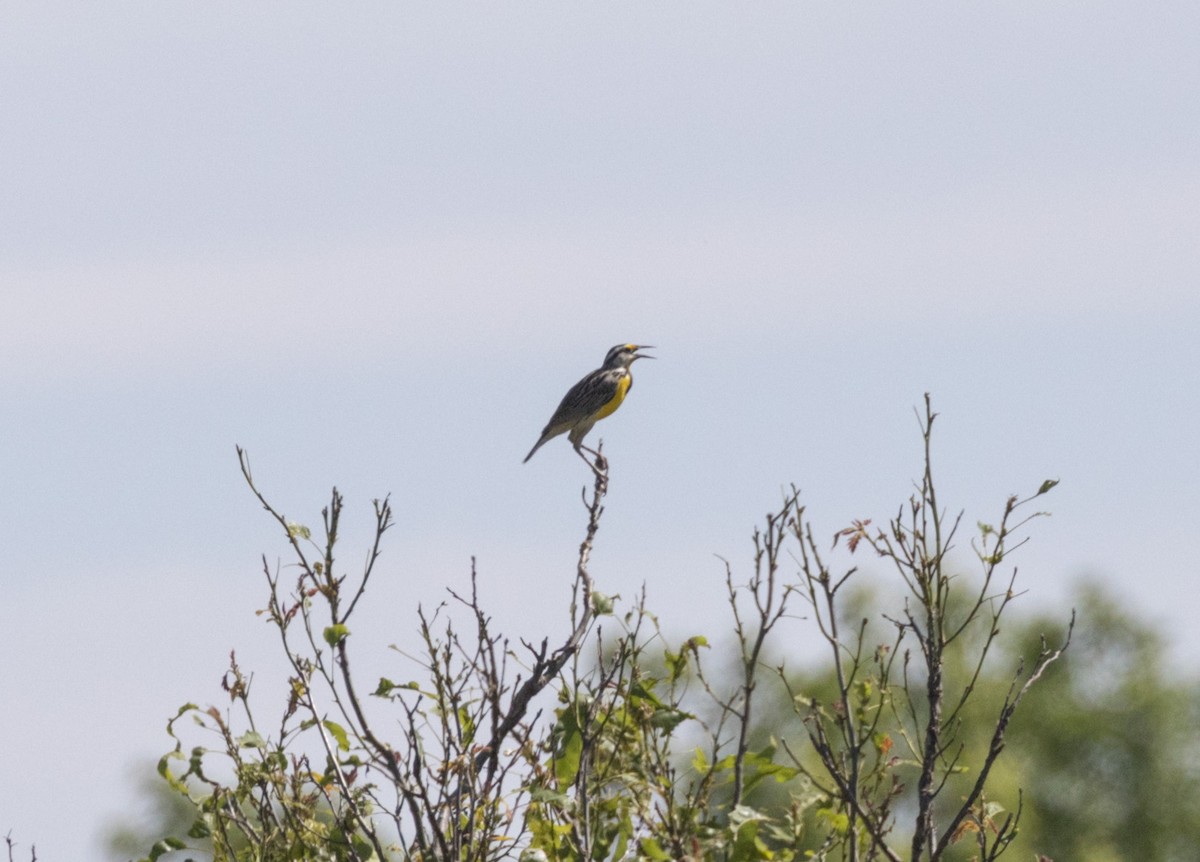 Eastern Meadowlark - ML579009021