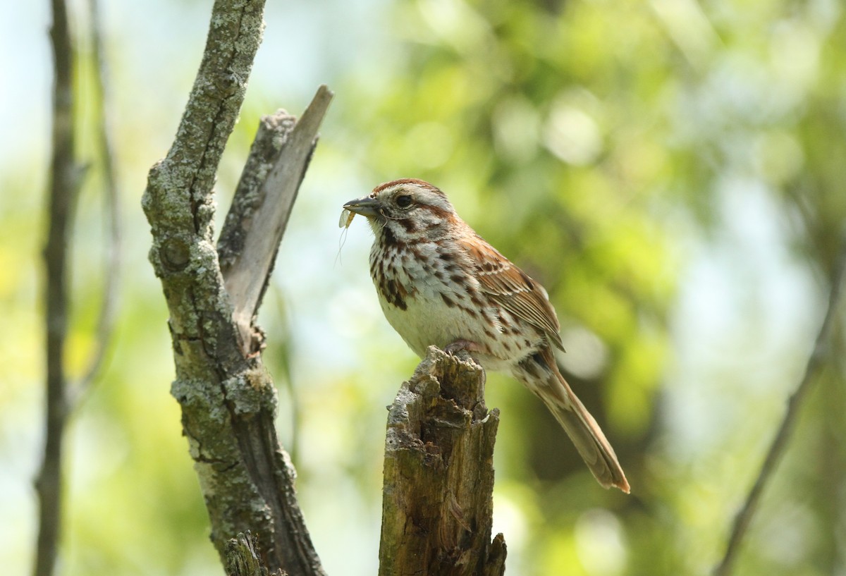 Song Sparrow - ML579009571