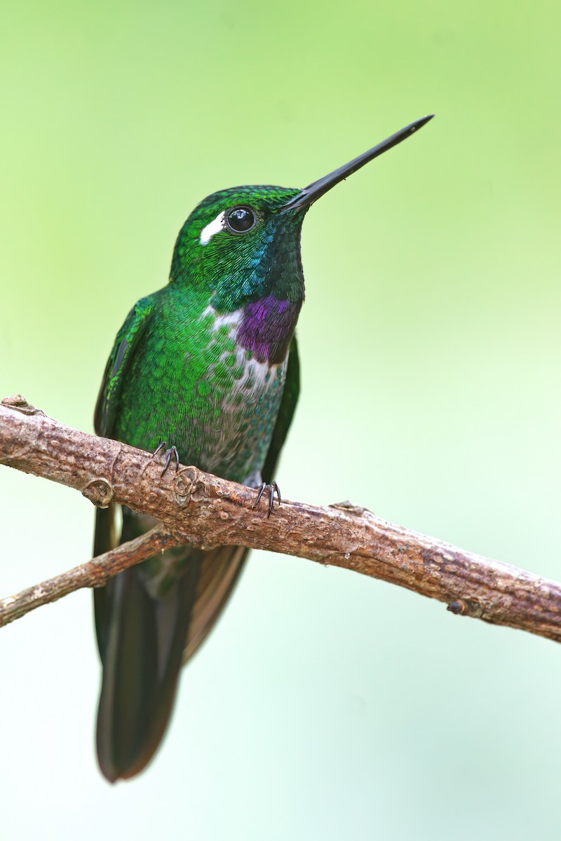 kolibřík skvrnoocasý - ML579009781