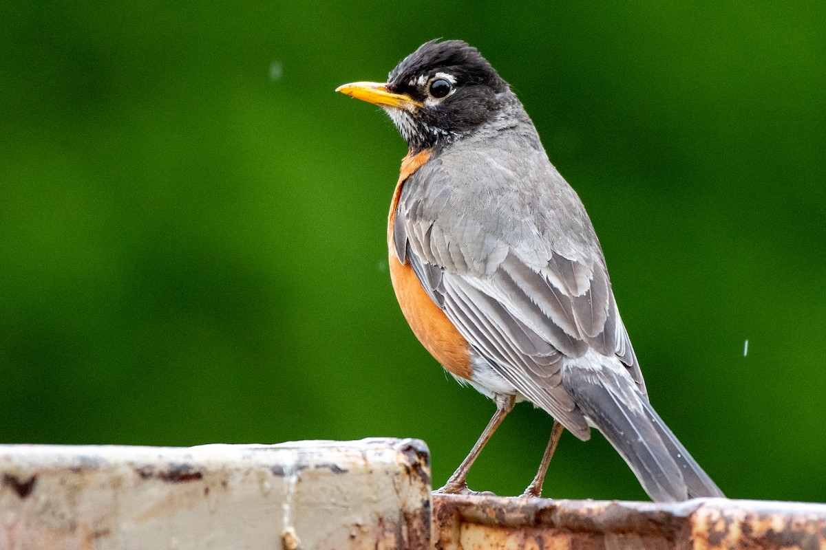 American Robin - ML579010051