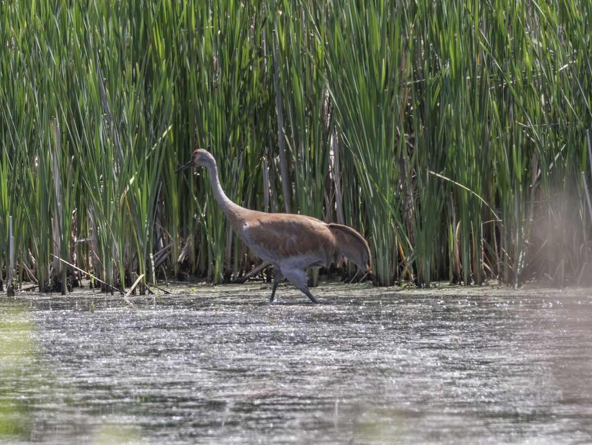 Sandhill Crane - ML579010631