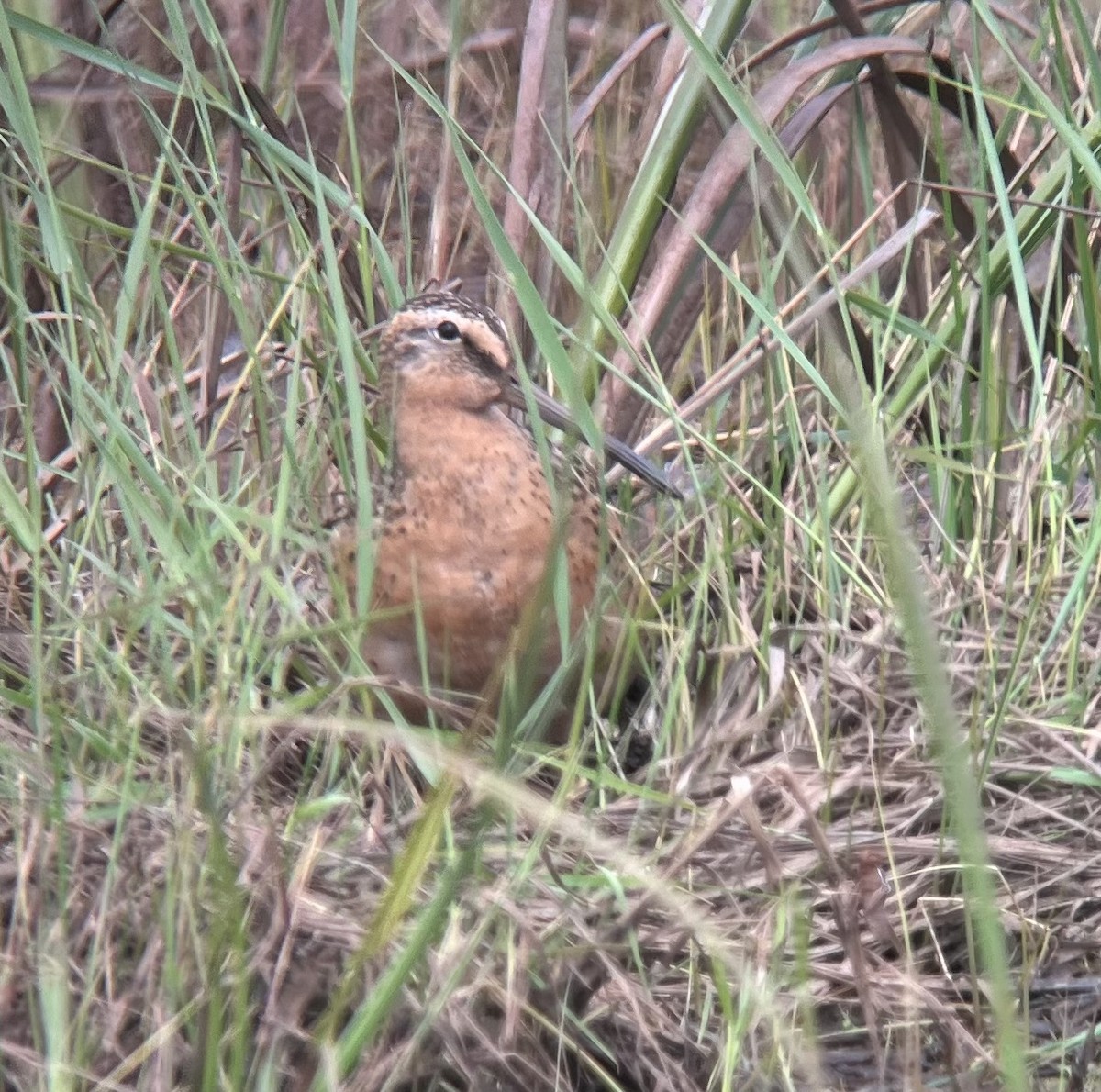 Short-billed Dowitcher - ML579010691