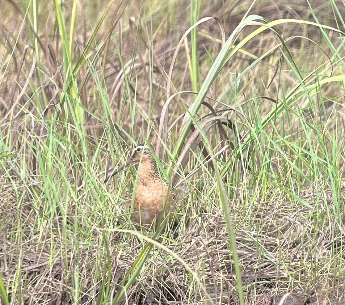 Short-billed Dowitcher - ML579010701