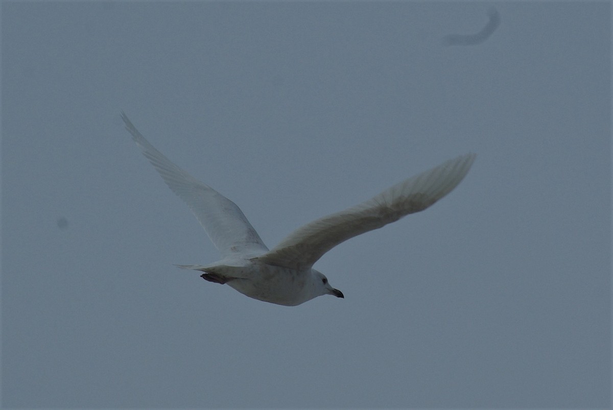 Iceland Gull (kumlieni/glaucoides) - Richard Staniforth