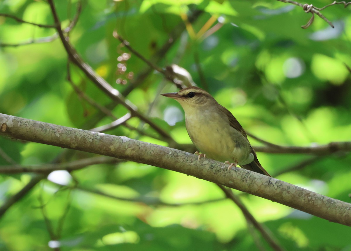 Swainson's Warbler - Benjamin Zerante