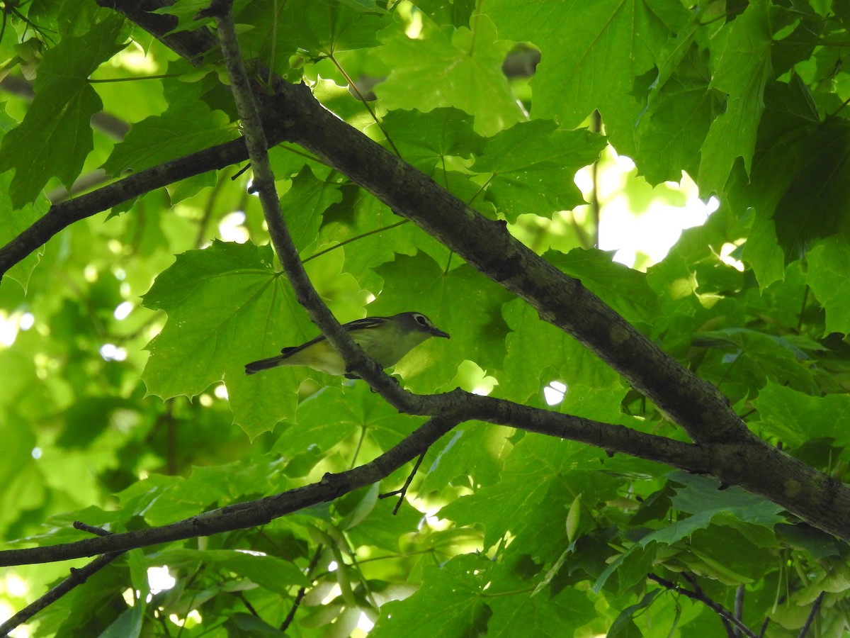 Vireo Solitario - ML579011931