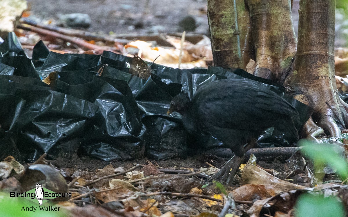 Dusky Megapode (Dusky) - ML579012421