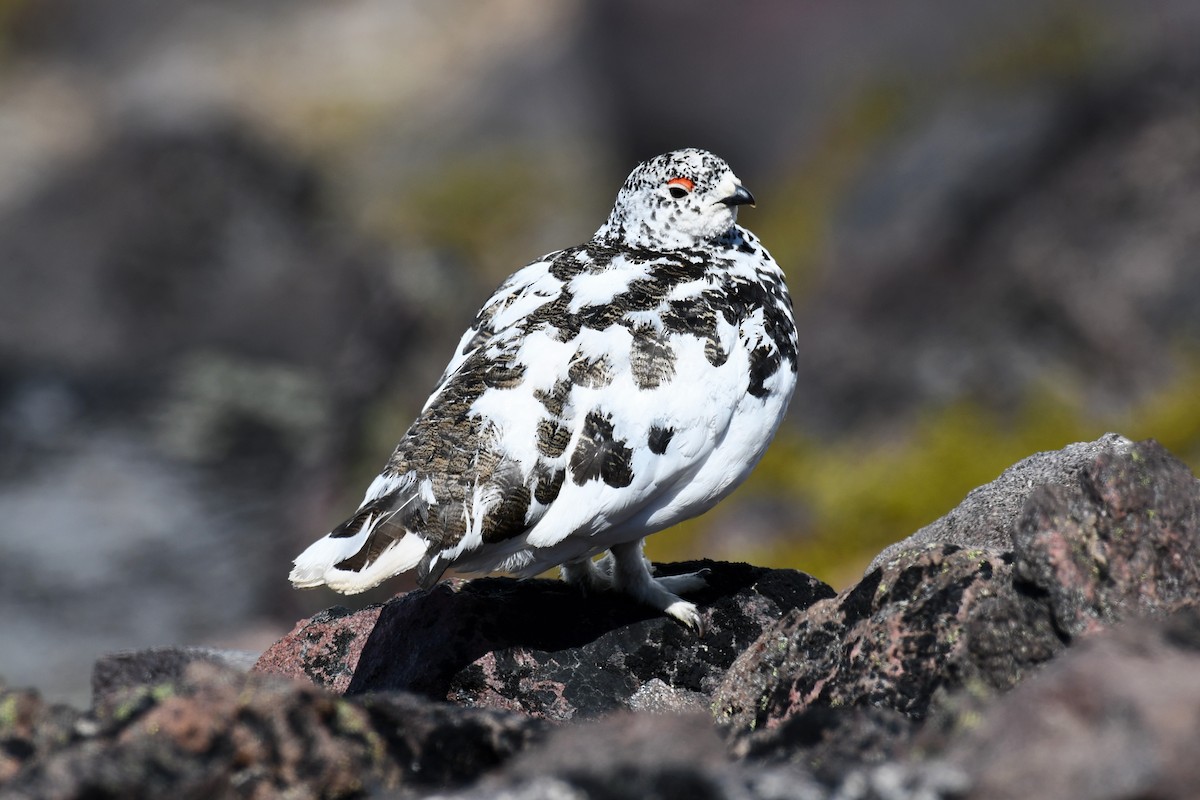 White-tailed Ptarmigan - Timothy Leque