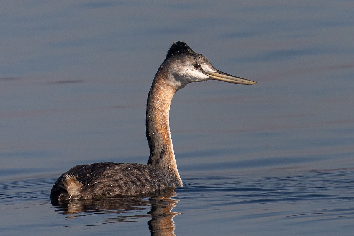 Great Grebe - João José Soares Jr