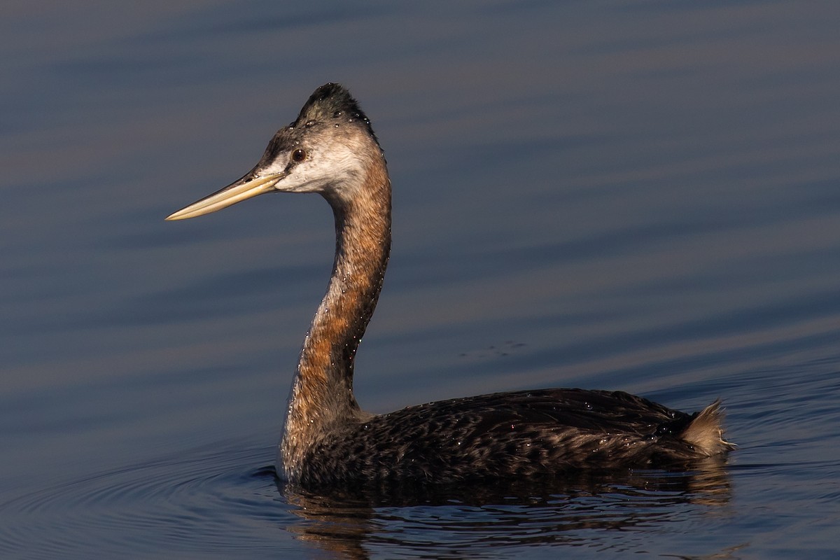 Great Grebe - João José Soares Jr