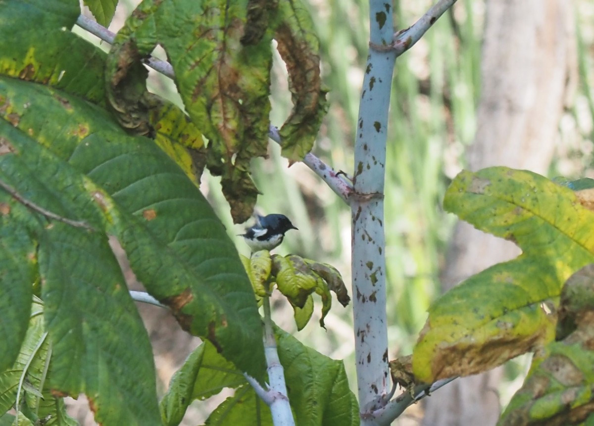 Black-throated Blue Warbler - Uma Sachdeva