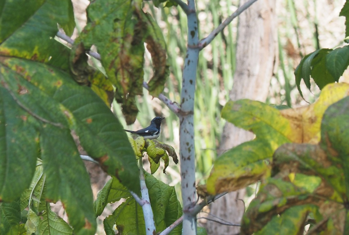 Black-throated Blue Warbler - Uma Sachdeva