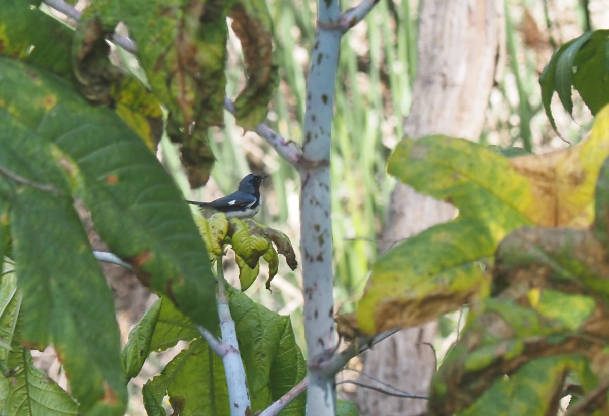 Black-throated Blue Warbler - Uma Sachdeva