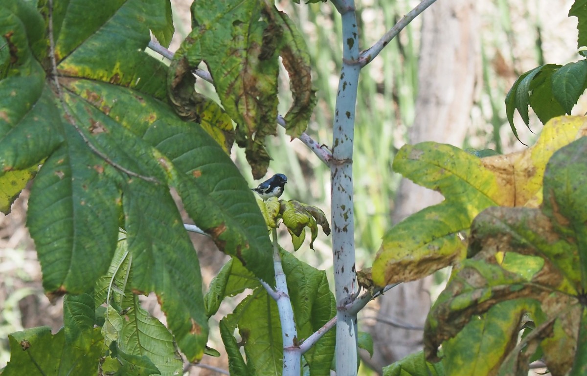 Black-throated Blue Warbler - Uma Sachdeva