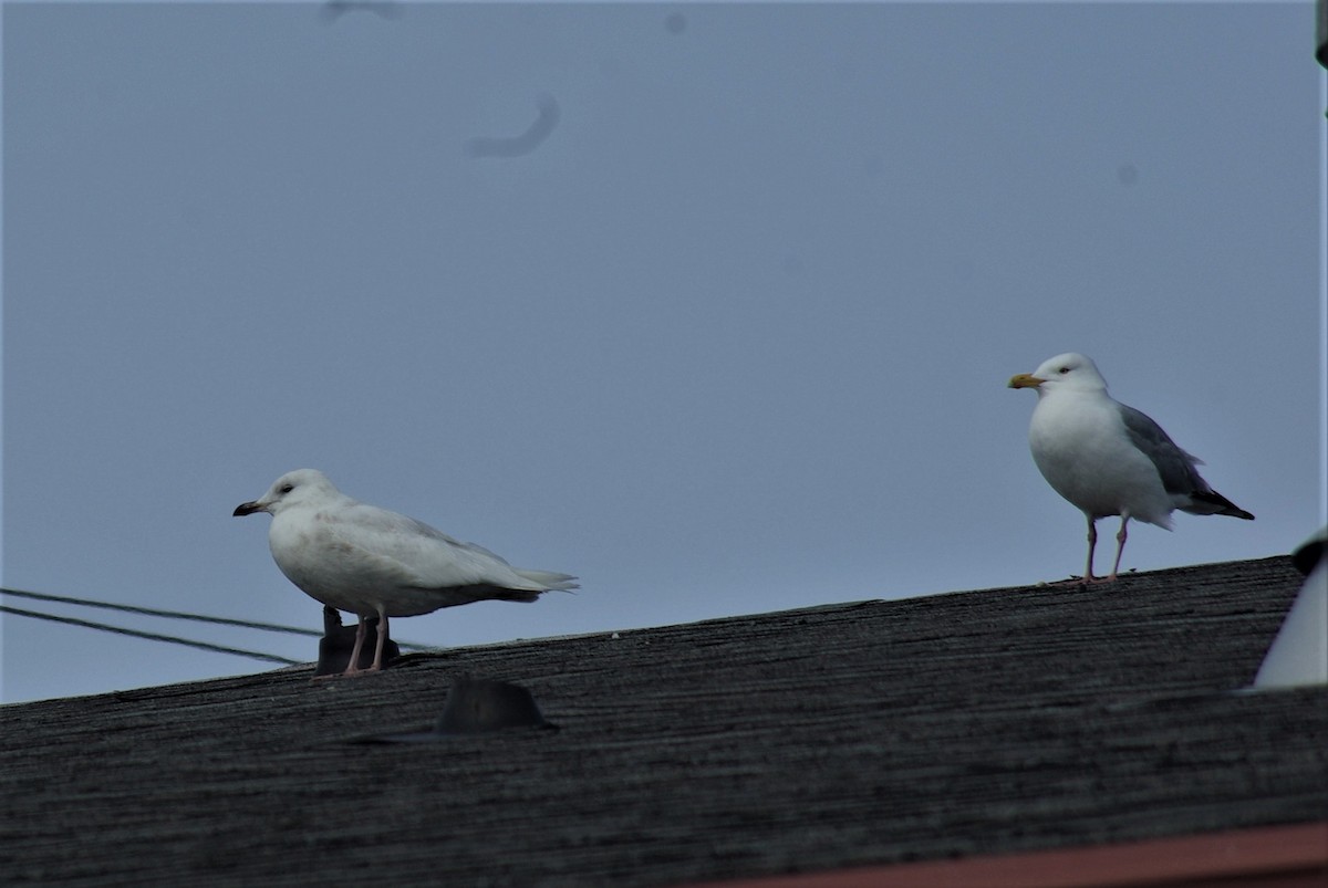 Gaviota Groenlandesa (kumlieni/glaucoides) - ML57901411