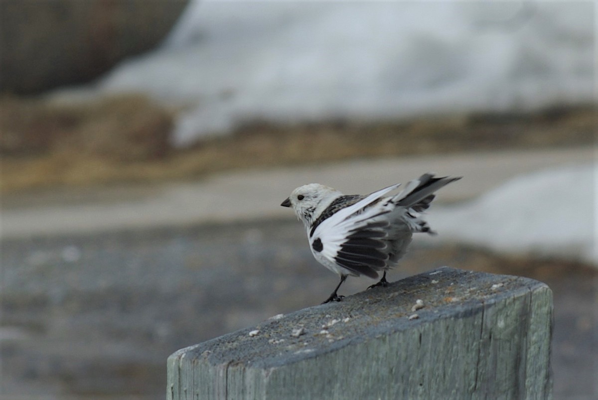 Snow Bunting - ML57901421