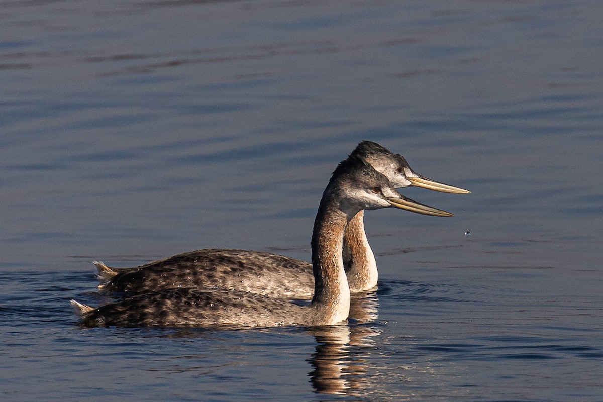 Great Grebe - João José Soares Jr