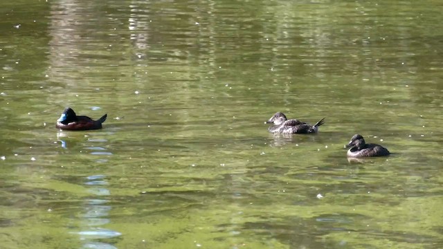 Blue-billed Duck - ML579014741