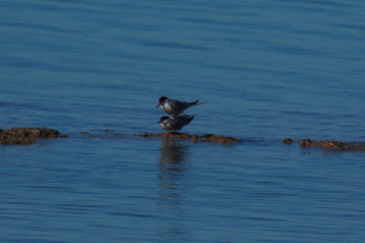 Common Tern - ML579015261