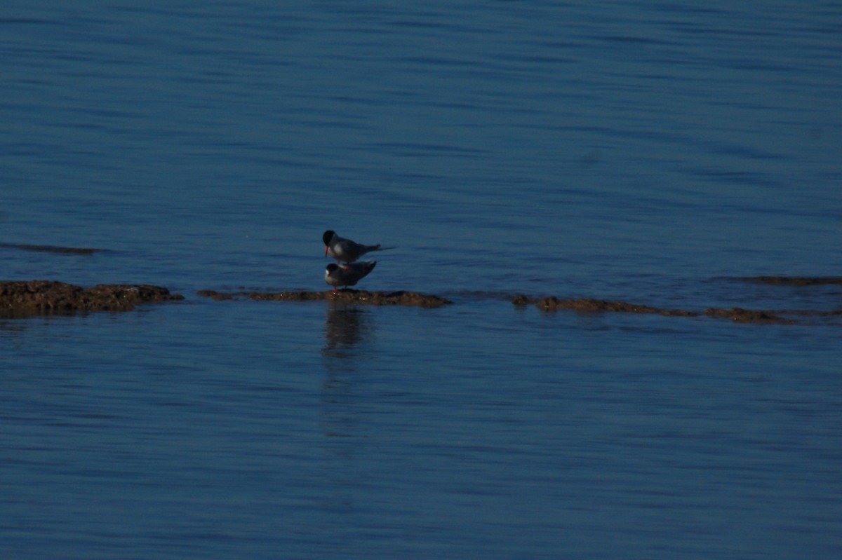 Common Tern - ML579015441