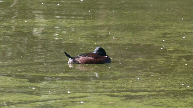 Blue-billed Duck - ML579015601