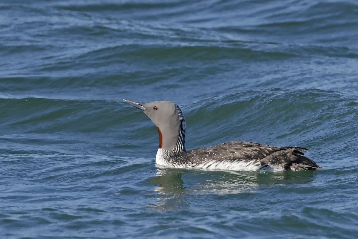 Red-throated Loon - ML579015741