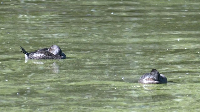 Blue-billed Duck - ML579016281