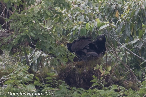 Águila Negra - ML579016821