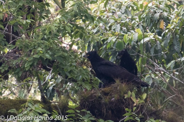 Águila Negra - ML579017111