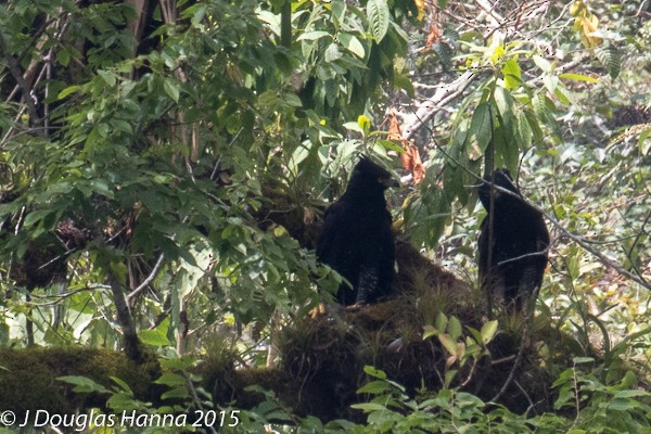 Águila Negra - ML579017271