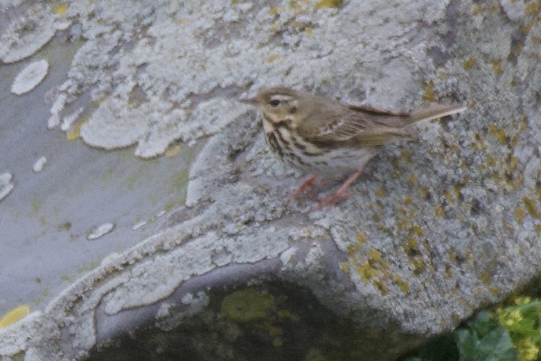 Olive-backed Pipit - ML579018091