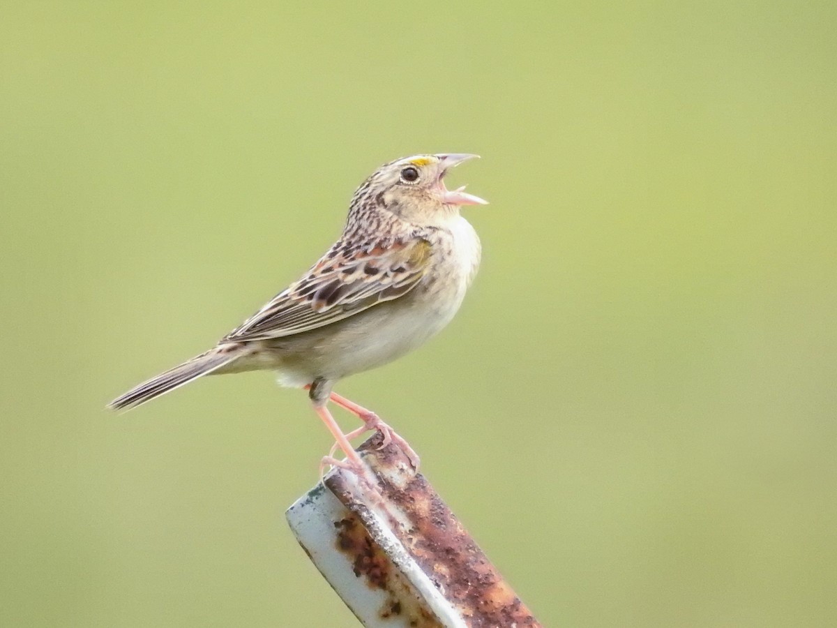 Grasshopper Sparrow - ML579018121