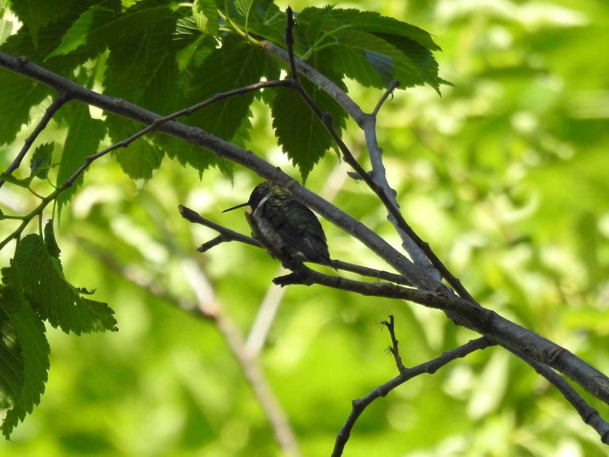 Ruby-throated Hummingbird - ML579018261
