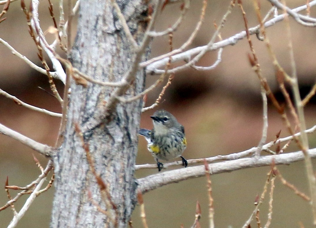 Yellow-rumped Warbler (Myrtle) - ML579018441