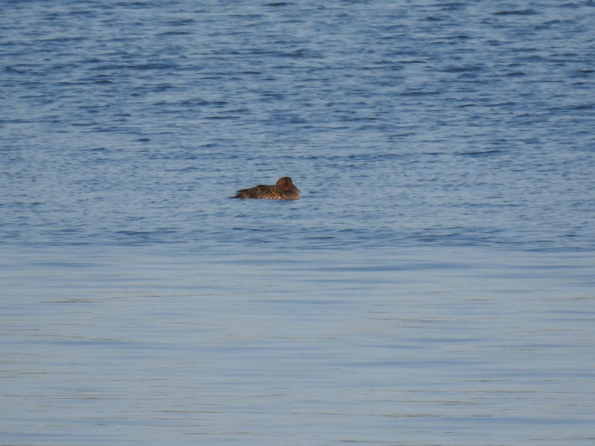 Common Eider - ML579018531