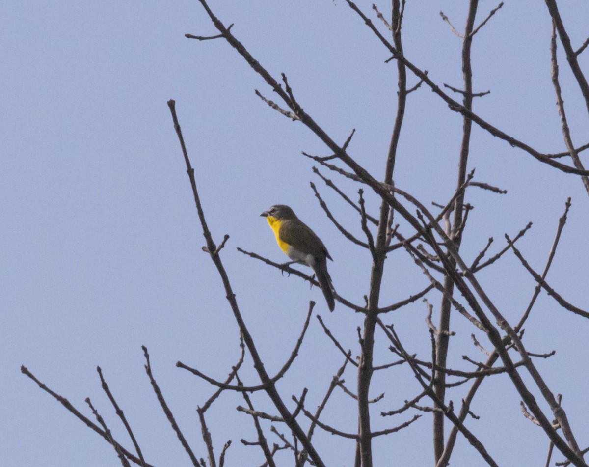 Yellow-breasted Chat - ML579018761