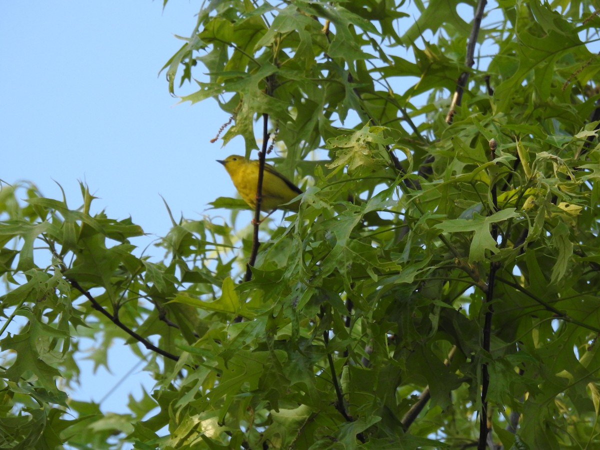 Yellow Warbler - ML579018791