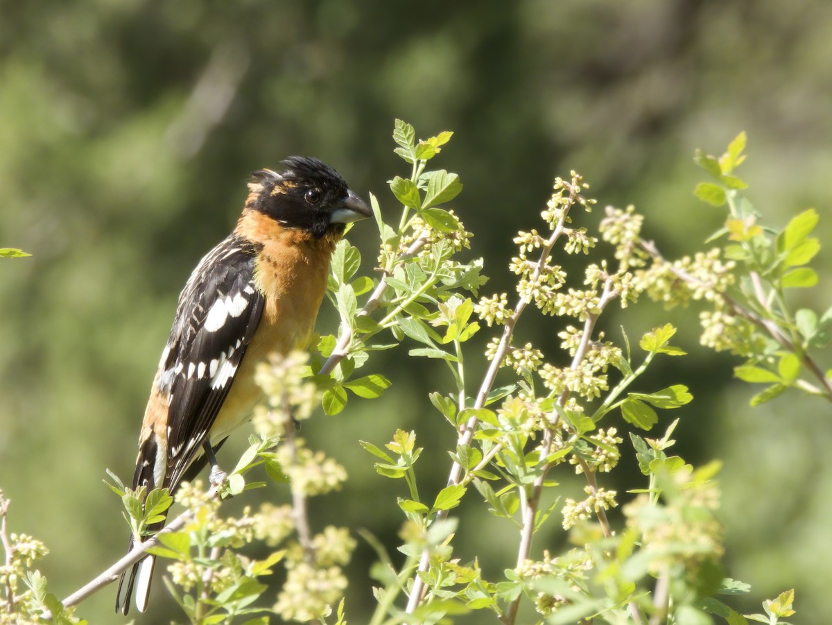 Black-headed Grosbeak - ML579019151